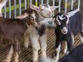 A Royal Day w/ the GOATS