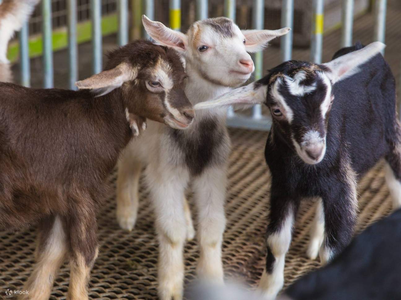 A Royal Day w/ the GOATS